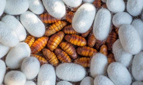 How scientists are working on silk as a greener alternative to microplastics