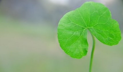 Tic tac : Seppic régule les gènes horloge de la peau avec la Centella asiatica