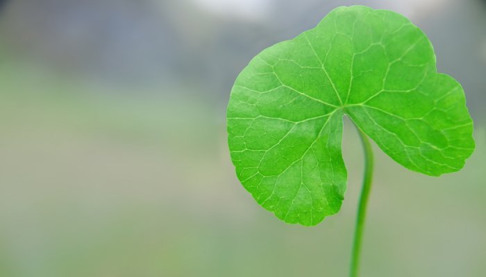 Tic tac : Seppic régule les gènes horloge de la peau avec la Centella asiatica