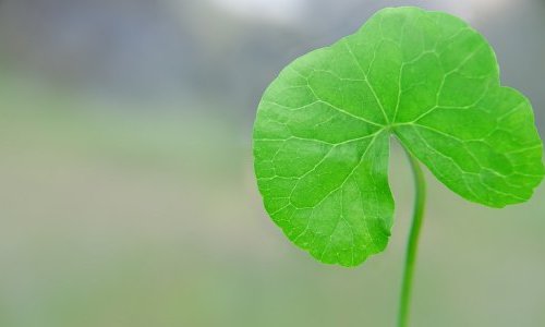 Tic tac : Seppic régule les gènes horloge de la peau avec la Centella asiatica