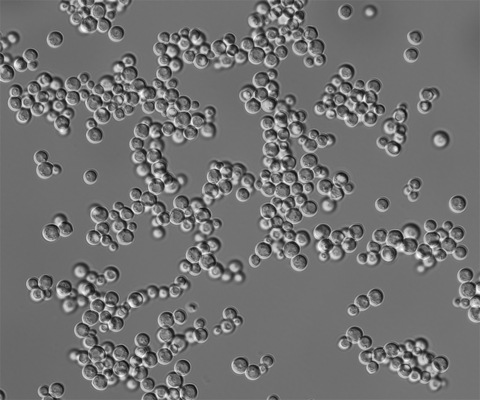 Silab a sélectionné la levure Ogataea siamensis, capable de produire des...