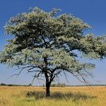 Sericoside is a pure molecule obtained from the roots of Terminalia sericea, a tree that grows in the miombo forest of Central and Southern Africa. (Photo: © EcoPic / iStock)