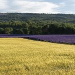 From the farm to the flacon: Eden Ecosystem propose un nouveau modèle pour l'extraction végétale