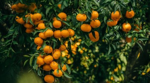 Mibelle recycle les peaux de mandarine pour lutter contre l'inflammaging