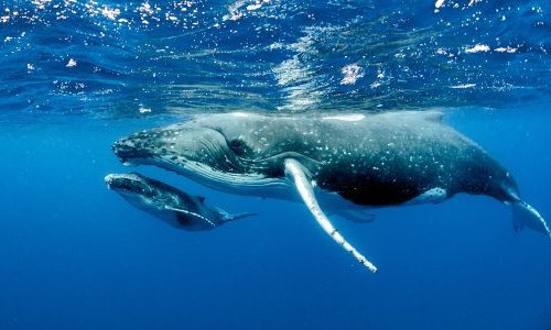 Blue whales eat 10 million pieces of microplastic a day: study