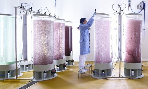 Codif : Un tournant dans l'histoire de la culture d'algues en photo-bioreacteur