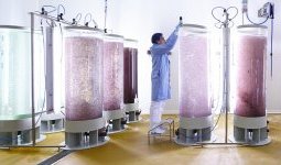 Codif : Un tournant dans l'histoire de la culture d'algues en photo-bioreacteur