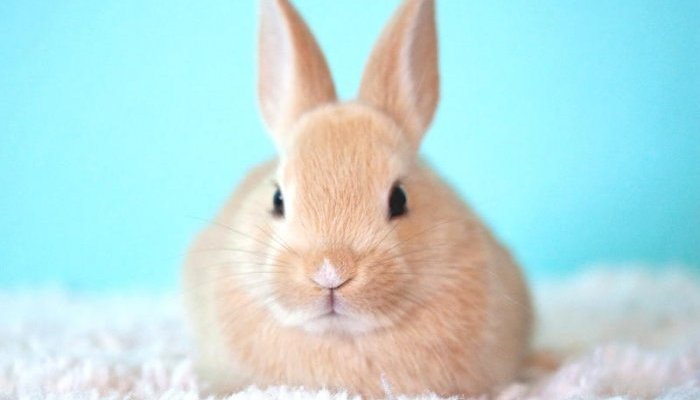 Bill to outlaw cosmetic animal testing passes first stage in Mexico