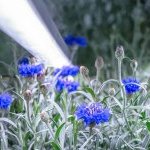 Capsum opens a lab farm at its research centre using iFarm technology