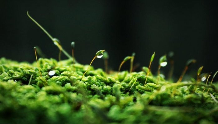 Mibelle debuts new moss based ingredient to harmonize the skin's moisture flow