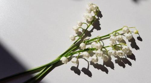 Firmenich s'associe à Jungle pour créer un extrait de muguet durable