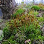 Mibelle debuts new moss based ingredient to harmonize the skin's moisture flow