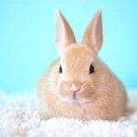 Si le projet de loi est voté par la chambre basse, le Mexique deviendra le premier pays en Amérique du Nord à interdire l'expérimentation animale pour les cosmétiques, et le 40e au niveau mondial.